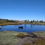 Fjellspurven *
